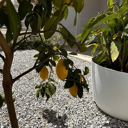 Casa Limone, Tropea Drapia